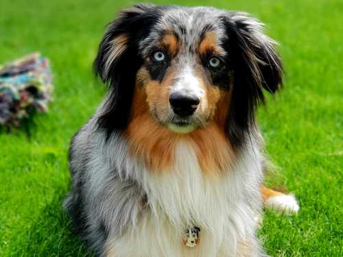 Animaux de compagnie